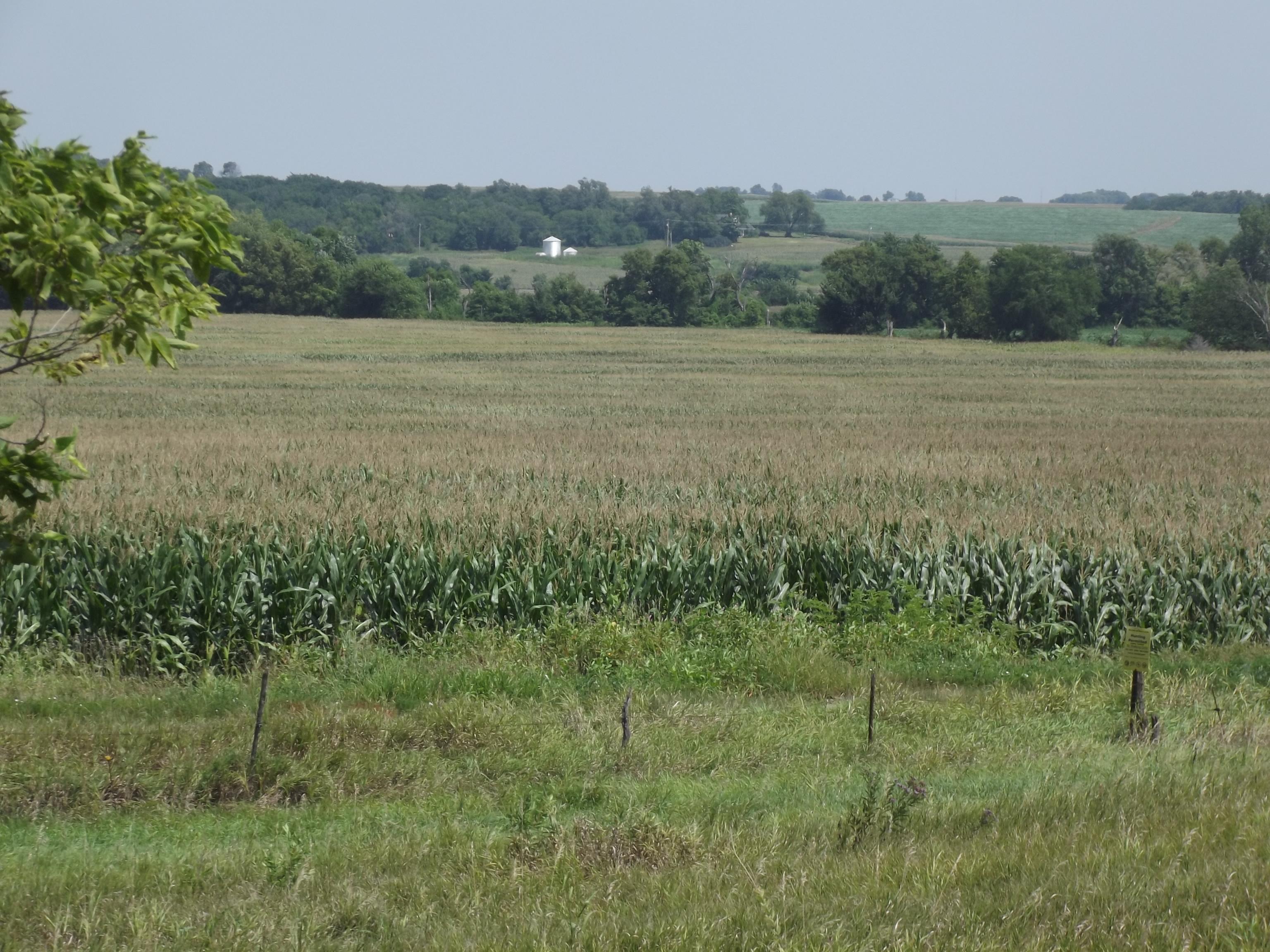 Farmers Counter Low Corn Price With 300BushelPer Acre Corn Teucrium